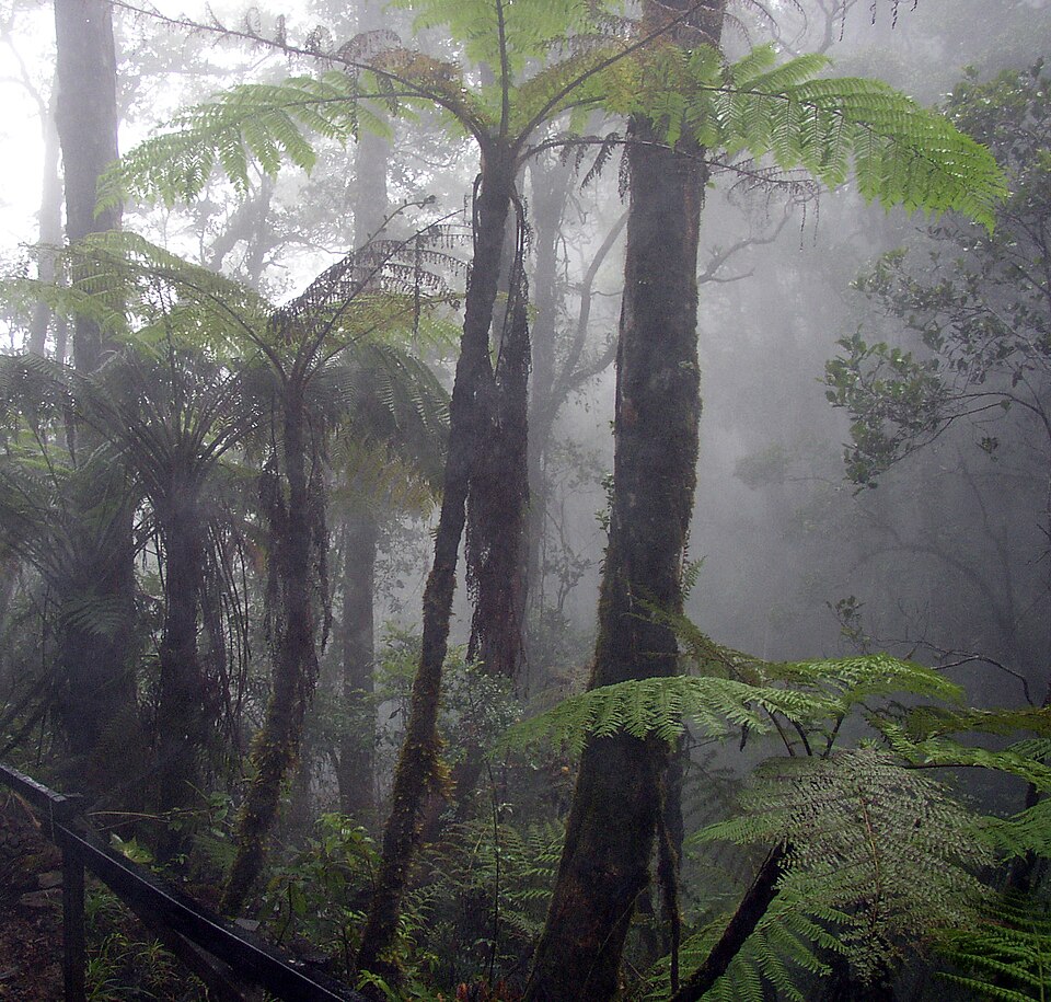 Ponto Turístico Monteverde Cloud Forest em Monteverde