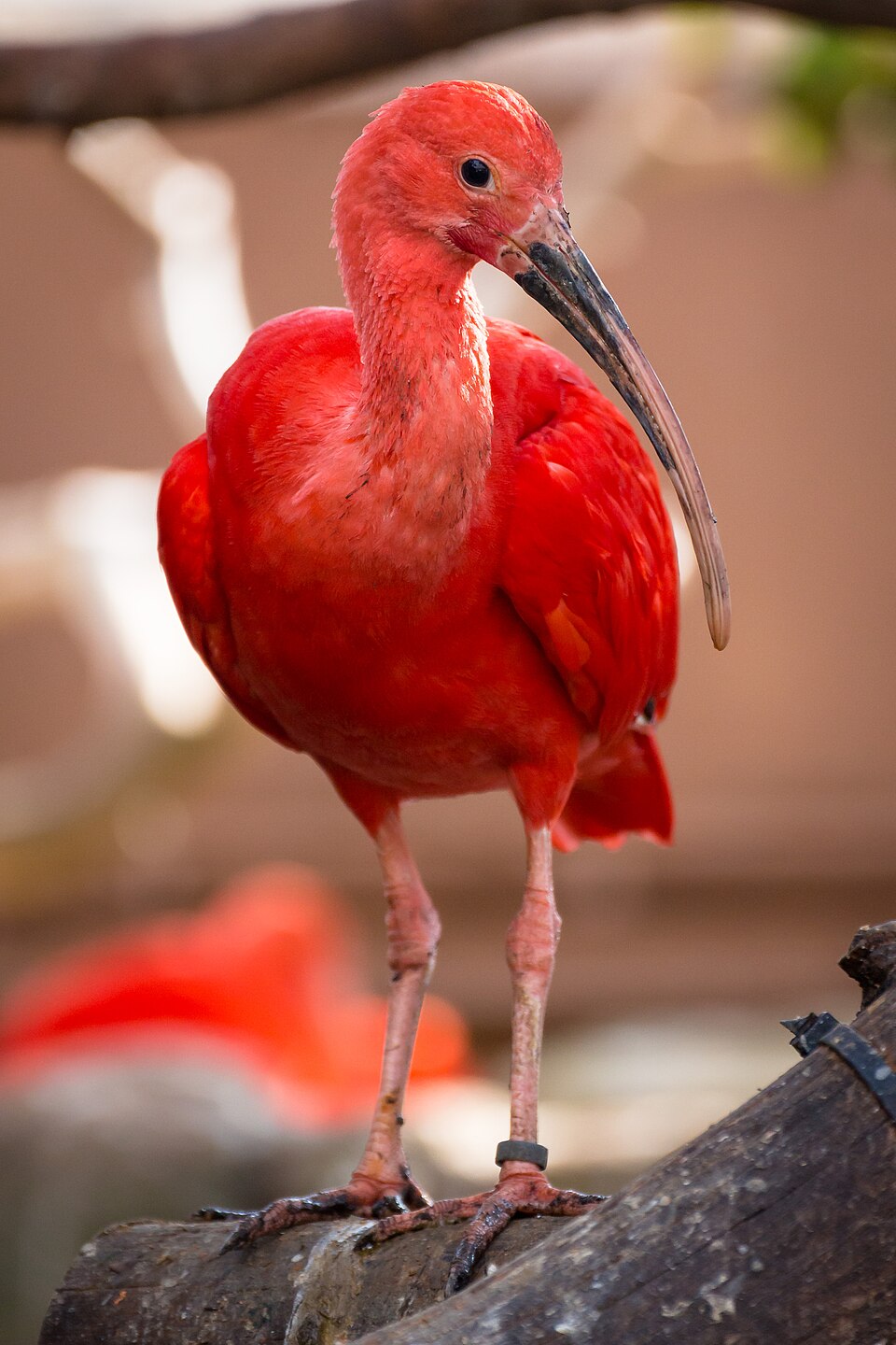 Ponto Turístico Simón Bolívar Zoo em San José