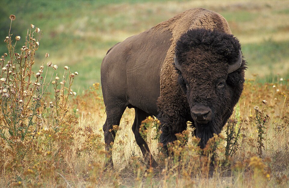 Ponto Turístico Buffalo Museum of Science em Buffalo