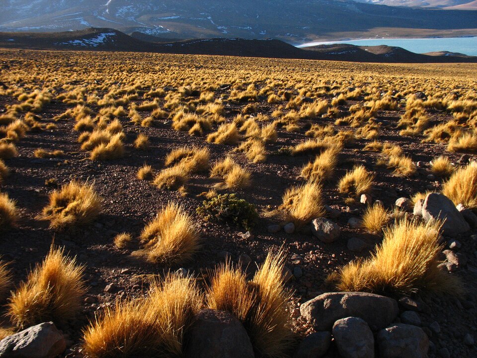 Ponto Turístico Lagunas Altiplânicas (Miscanti y Miñiques) em San Pedro de Atacama