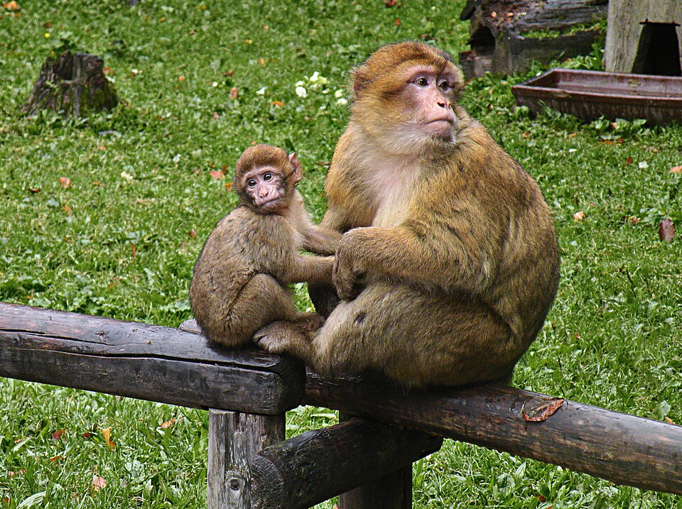 Ponto Turístico Macacos do Rochedo (Apes' Den) em Gibraltar
