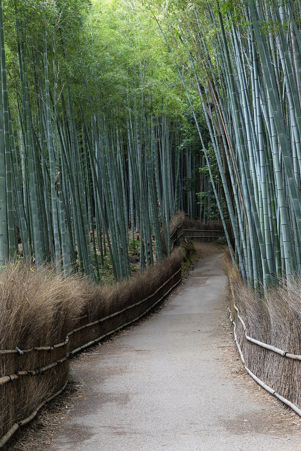 Ponto Turístico Floresta de Bambu de Arashiyama em Quioto